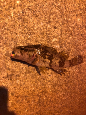 プラグをもっていざ メバリング！