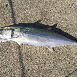 初青物＆ヒラメ！！！