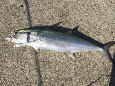 初青物＆ヒラメ！！！