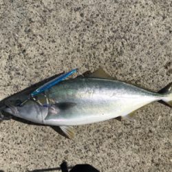 ルアーマンの意地