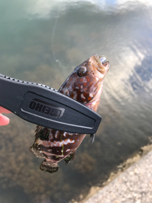 アジを求めて①