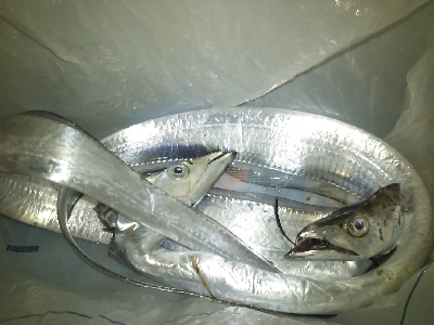 昨夕の場所に今朝も行って来ました。