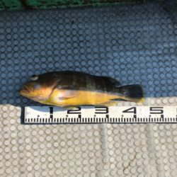 落とし込み釣り