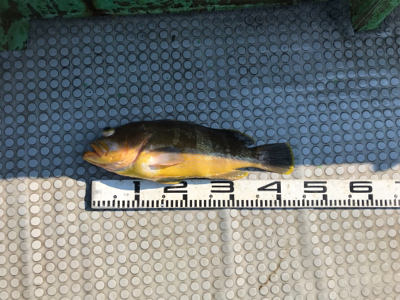 落とし込み釣り