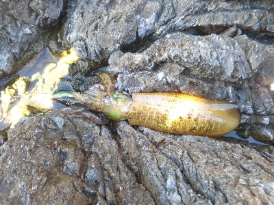 和丸渡船にお世話になりました