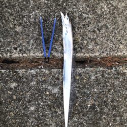 やっとまともなサゴシ