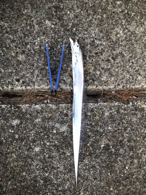 やっとまともなサゴシ