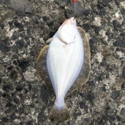 投げ釣り カレイ