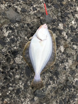 投げ釣り カレイ
