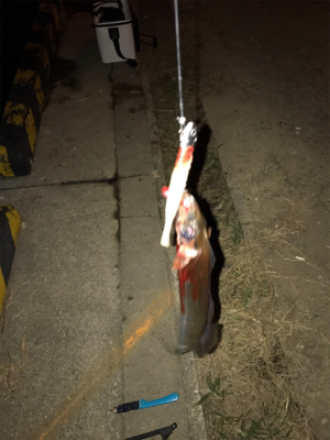 FLAP釣法伝承します（❓）