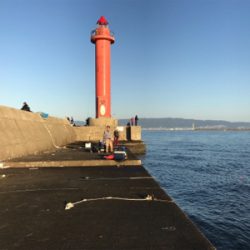 久しぶりのアコウ