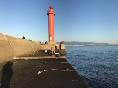 久しぶりのアコウ