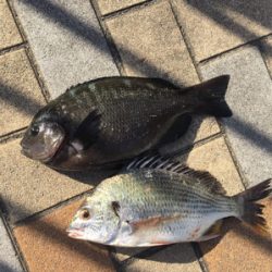 朝マヅメからいつものポイントへ