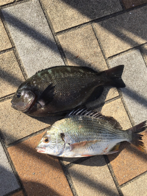 朝マヅメからいつものポイントへ