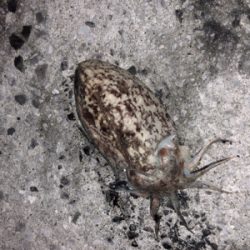 まさかここで！！？？コウイカ！？