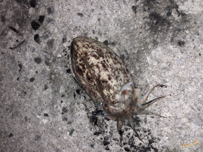 まさかここで！！？？コウイカ！？