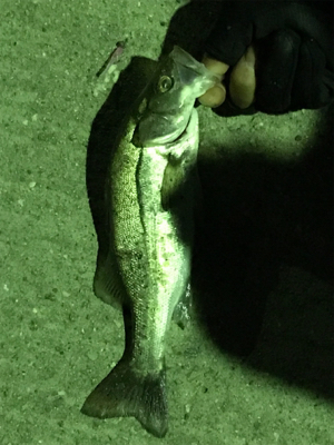 またまた5種目達成！