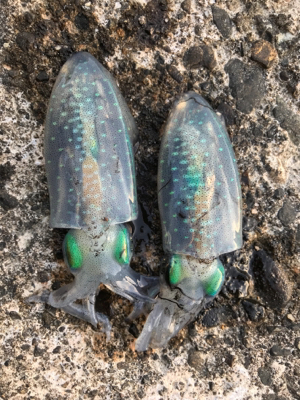 アオリイカ釣果