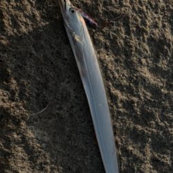 夕まづめショアジギ