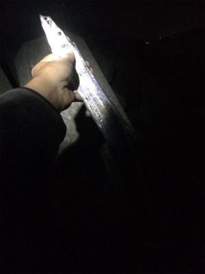 大浦漁港でタチウオ