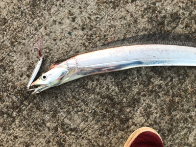 夕まずめタチウオ