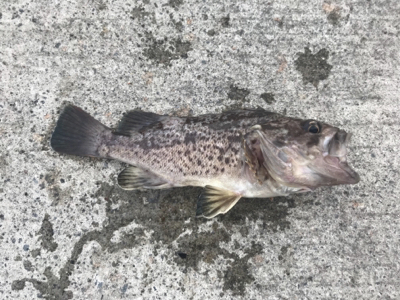 泳がせ釣り&サビキ釣り