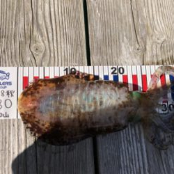 ヤエンのアジが釣れない…