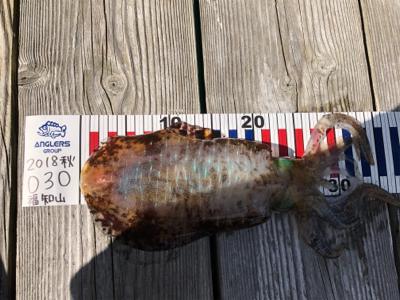 ヤエンのアジが釣れない…