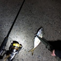 ナイトアジング