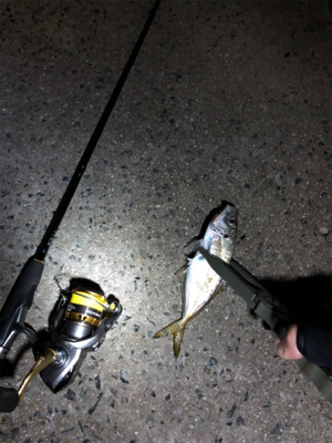 ナイトアジング