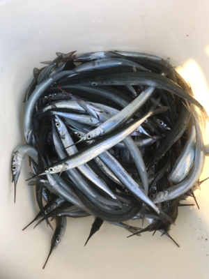 ぼっち釣行 5時間