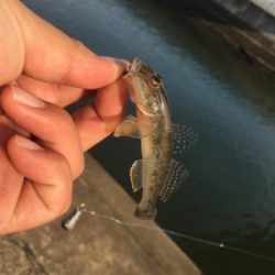 ハゼに癒されるの巻