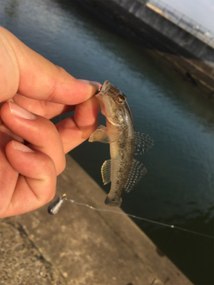 ハゼに癒されるの巻