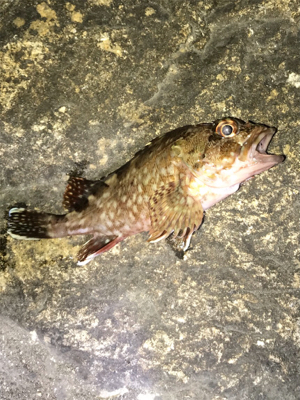 アジ メバル チーバス ガッシー