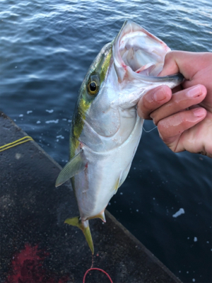 二週連続ノマセ好調！