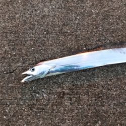 渋いタチウオワインド