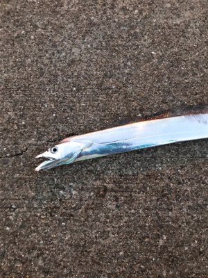 渋いタチウオワインド