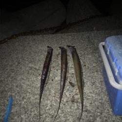 タチウオの新記録