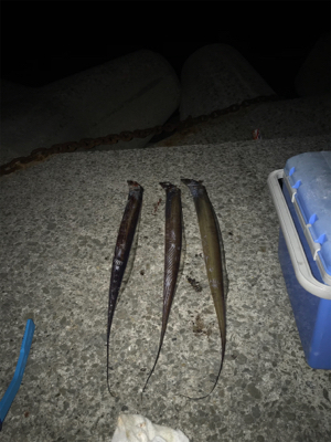 タチウオの新記録