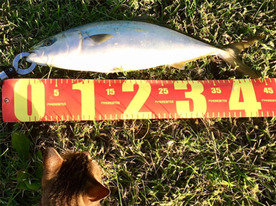 LSJigginger0630〜0730