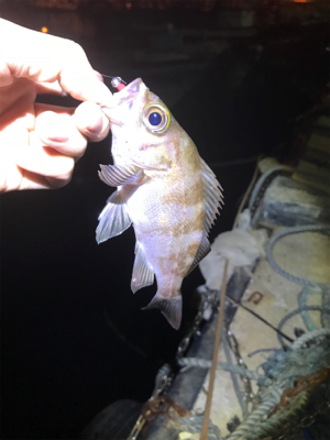 最近ずっとバラしまくり