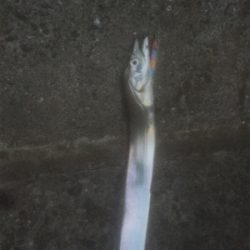 タチウオ＆メバリング