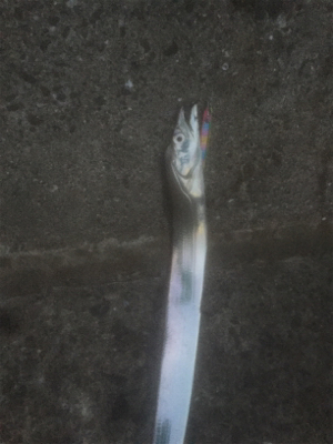 タチウオ＆メバリング