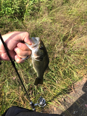 朝マズメスピニング釣行