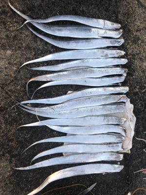 太刀魚釣れすぎ