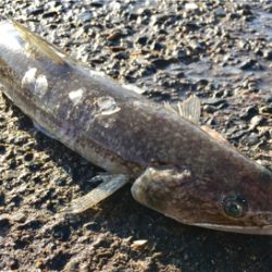 なんじゃこりゃ〜！ エソ！？