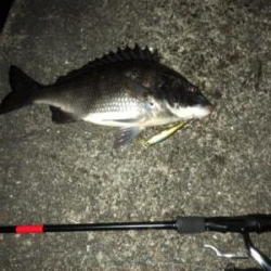 爆釣とはならず