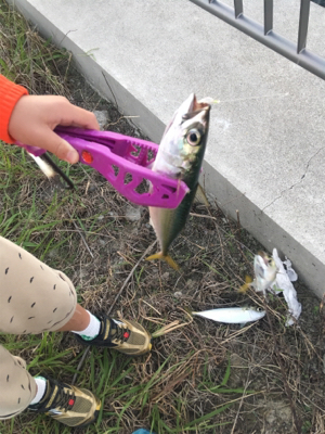 大阪湾奥ワインド 秋本番！鶴浜緑地で高活性…