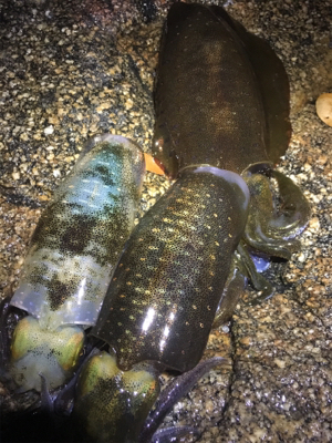 ちょっとサイズアップの秋イカ