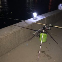 神戸に久々の五目釣り